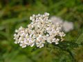 Achillea millefolium